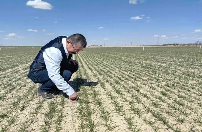 Karapınar’da hububat ekili alanlarda gelişim iyi
