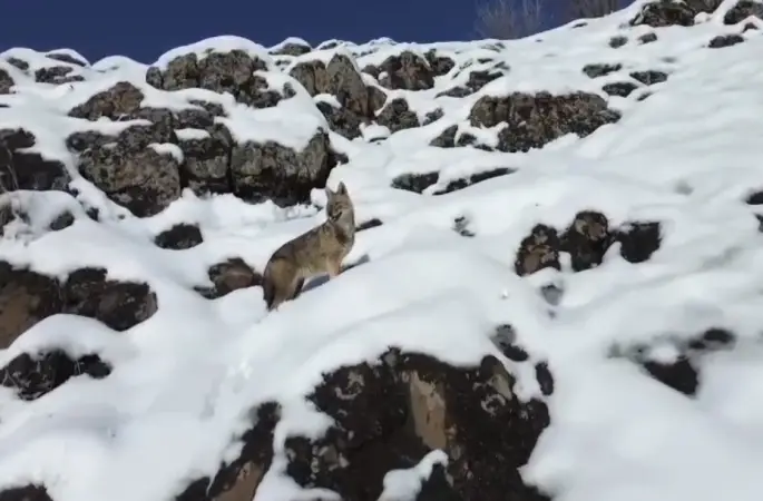 Karlı dağlık alanda yiyecek arayan kurt dronla görüntülendi
