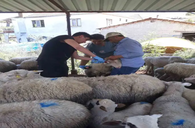 Karpuzlu’da küçükbaş hayvanlar kayıt altına alınıyor
