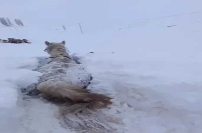 Kars’ta bu kez at kara saplandı
