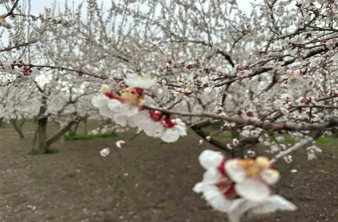 Kars’ta kayısı bahçeleri beyaza büründü: Bereketli sezon umudu
