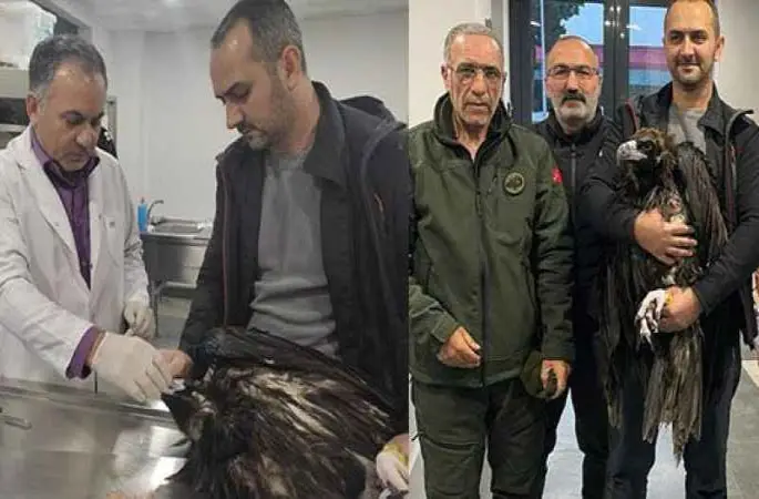 Kartal sahilinde bulunan yaralı akbaba tedavi edildi