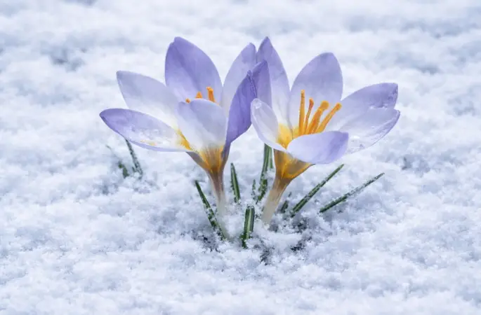 Kartepe’nin nadide türü objektiflere yansıdı
