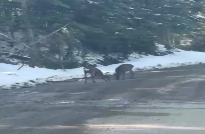 Kastamonu’da karacalar su içerken görüntülendi
