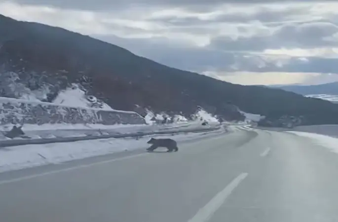 Kastamonu’da ormanlık alanda karda ilerleyemeyen bozayı güldürdü
