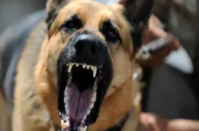 Kastamonu’da sokak köpeği dehşeti yaşandı!