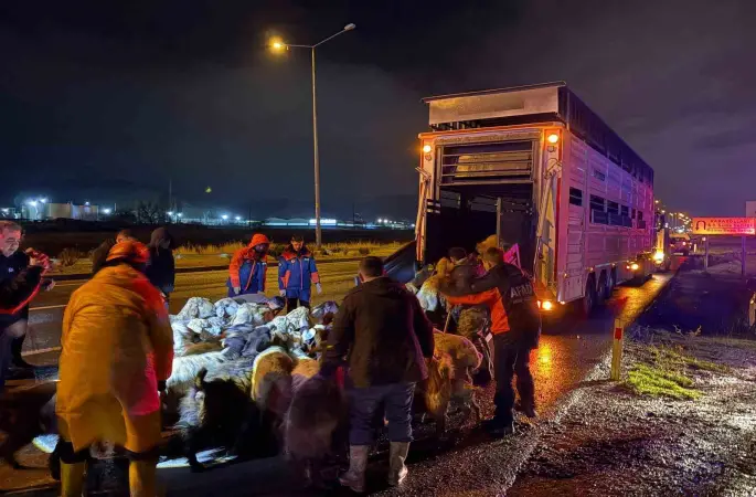Kayseri’de taşkın riski: 200 hayvan tahliye edildi
