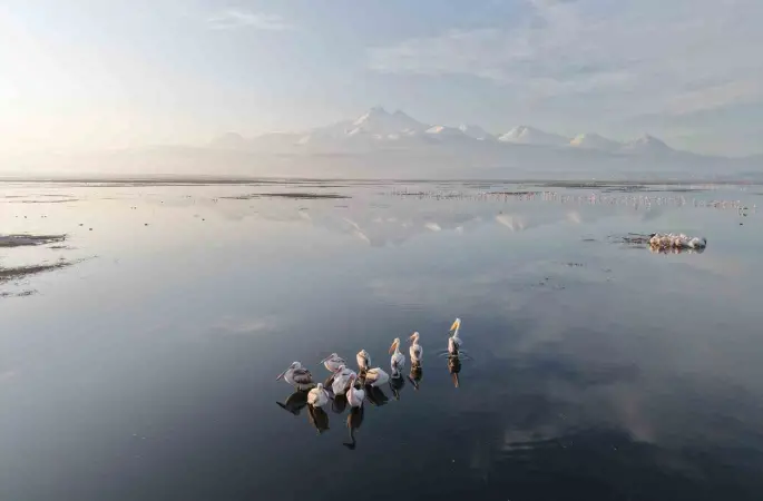 Kayseri’nin ilk pelikanları geldi
