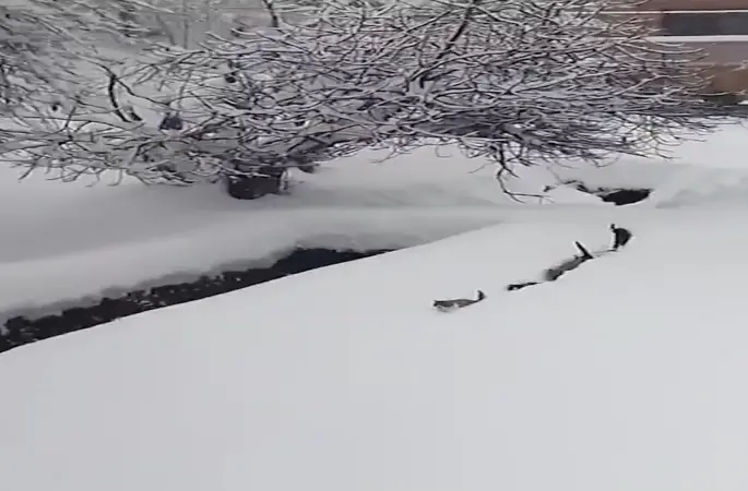 Kedilerin karda yürümeye çalıştığı anlar renkli görüntüler oluşturdu
