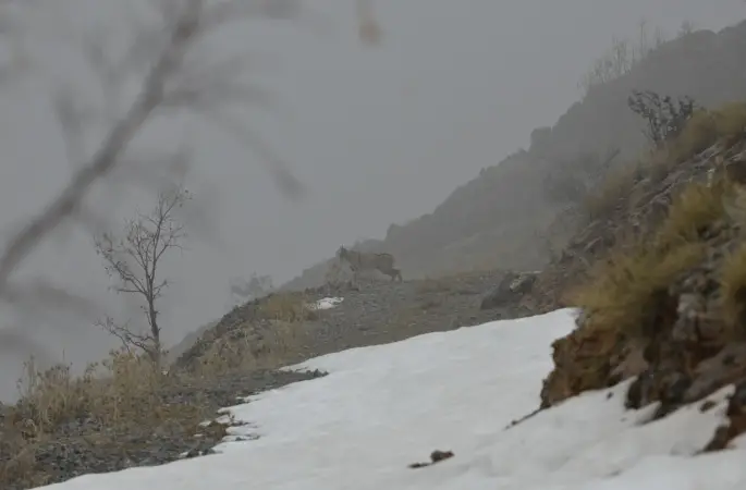 Kemaliye’de vaşak ve kızıl akbaba doğal yaşam alanlarında görüntülendi
