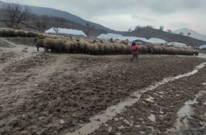Kendisi küçük yüreği büyük: Minik Zeynep’in yeni doğan kuzuyu soğuktan korumak için gösterdiği çaba duygulandırdı
