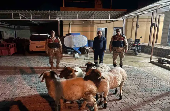 Kilis’te kayıp küçükbaş hayvanlar bulundu
