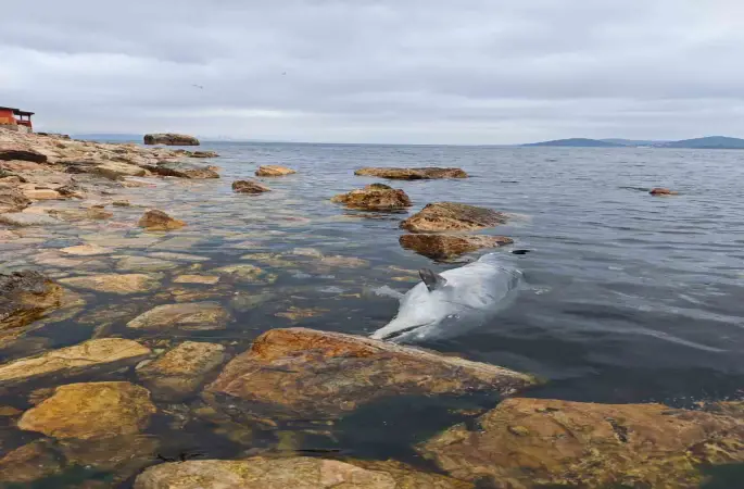 Kınalıada Sahili’nde üzücü görüntü: Ölü yunus kıyıya vurdu
