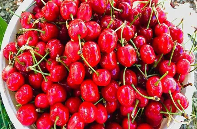 İstanbul’da Haziran ayında en çok kiraz pahalandı