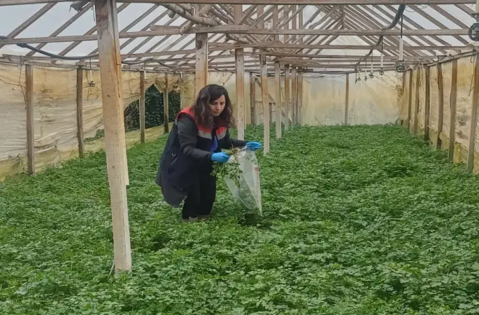 Kışlık sebzeler hasat öncesi denetimden geçiyor
