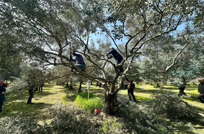 Koçarlılı üreticilere uygulamalı budama eğitimi
