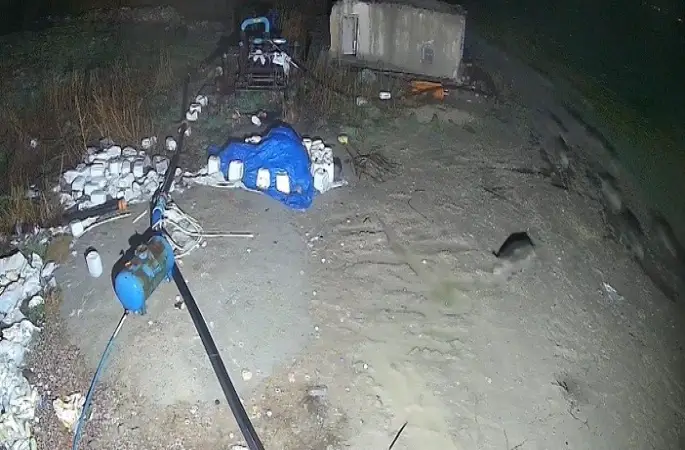 Konya’da domuz sürüsü yerleşim alanına indi
