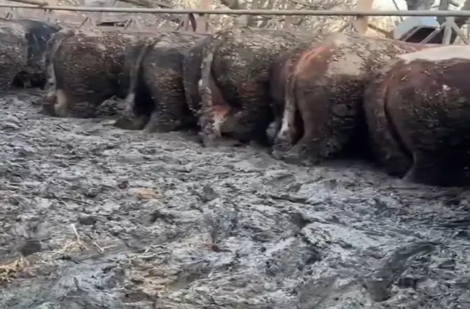 Konya’da sosyal medyaya yansıyan hayvancılık işletmesi görüntülerine inceleme
