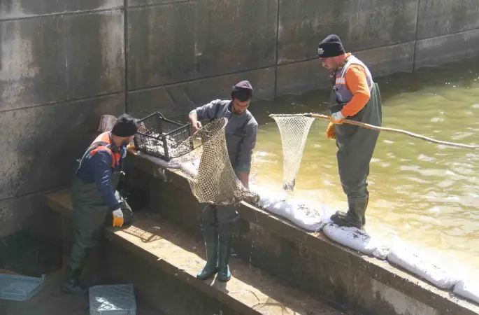 Konya’nın ’denizinde’ balıkları kurtarmak için zamanla yarış
