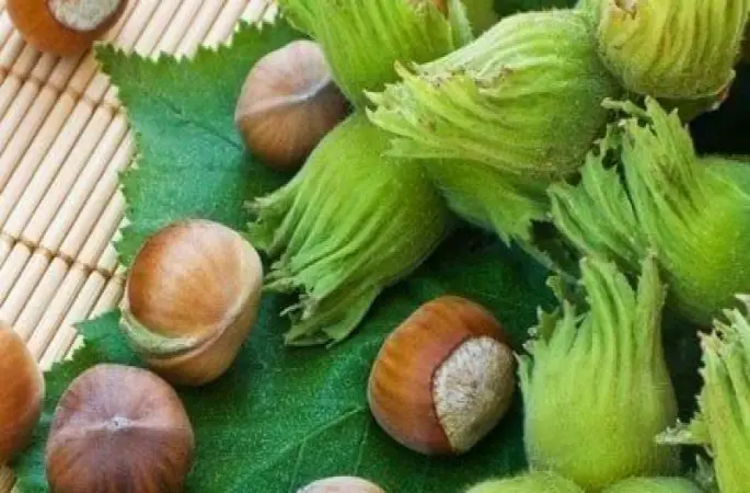 Trabzon fındık rekolte çalışması tamamlandı