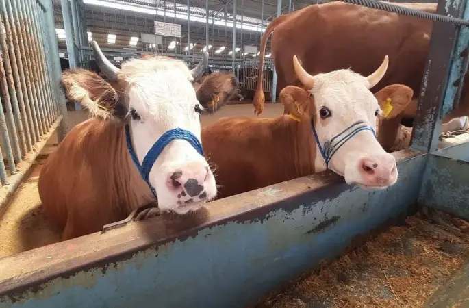 Köşk’te karantina kaldırıldı
