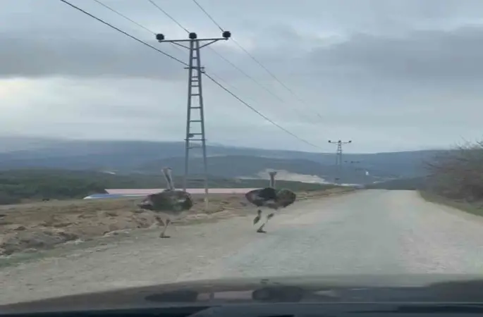 Köy yolunda koşan deve kuşları kameraya yansıdı
