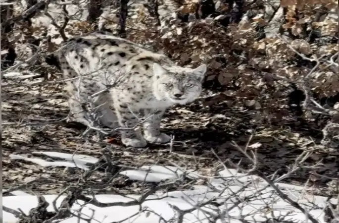 Köyün içerisine giren vaşak görüntülendi
