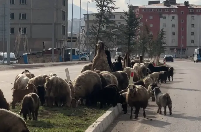 Koyunlar refüjde otladı, sürücüler bekledi
