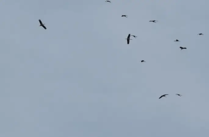 Kozan semalarında leyleklerin göç yolculuğu mest etti
