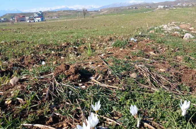 Kulp’ta baharın habercisi çiğdemler açtı
