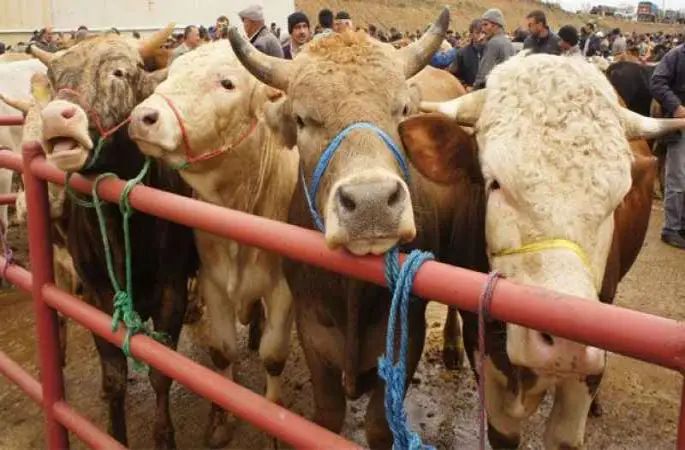 Kurban kesiminde bunlara dikkat!