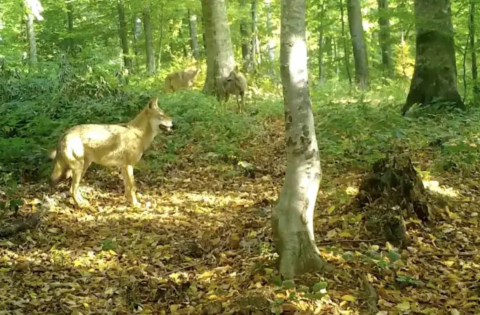 ’Kurtlar konseyi’ Uludağ’da toplandı
