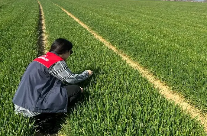 Lüleburgaz ve Pehlivanköy’de hububat tarlaları mercek altında
