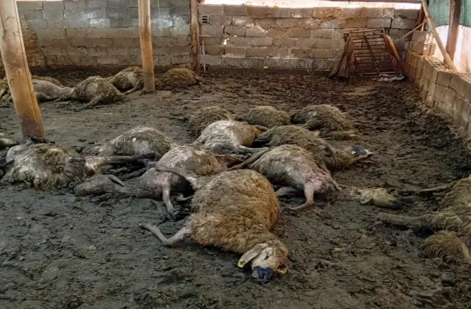 Malatya’da ağıla giren kurt 30 koyunu telef etti
