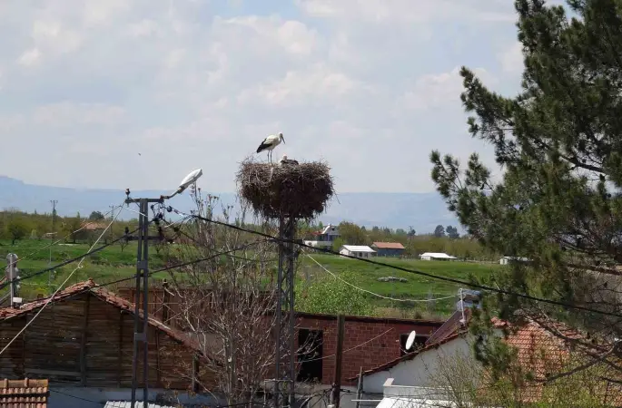 Malatya’da baharın müjdecisi leylekler yuvalarına dönüyor
