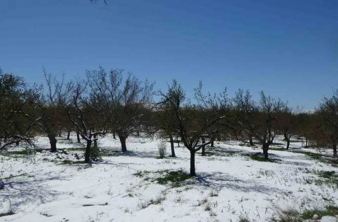 Malatya’da kayısıda don endişesi
