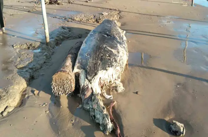 Manavgat’ta sahile ölü yunus vurdu
