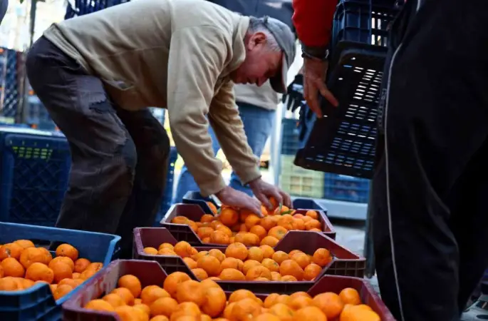 Mandalin üreticisine 5 milyon kazanç
