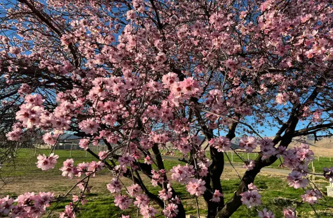 Mardin’de badem ağaçları erken çiçek açtı
