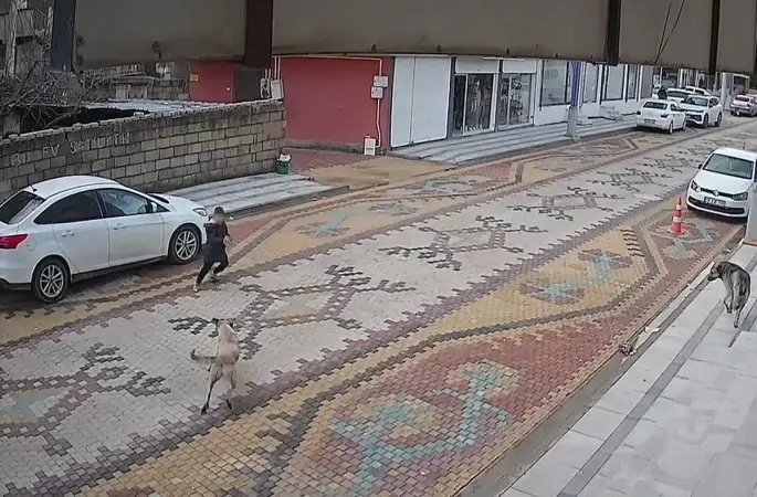 Mardin’de sokak köpeklerinin saldırdığı çocuğu esnaf kurtardı
