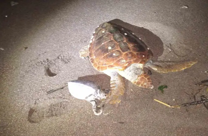 Marmaris’te 2 caretta caretta kıyıya vurdu
