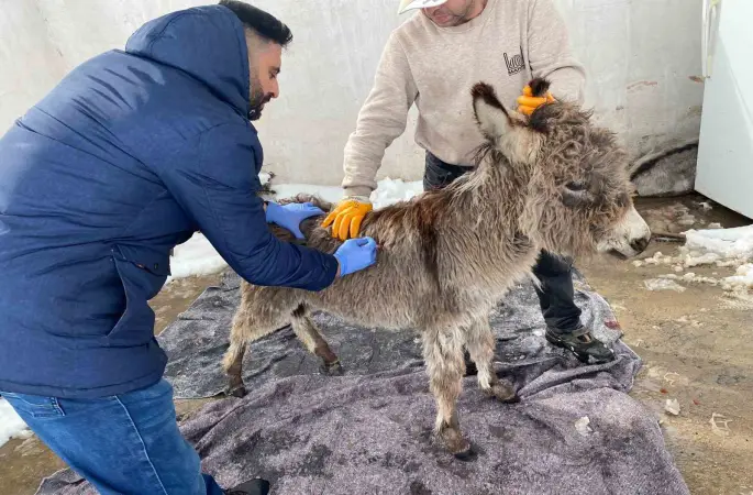 Mazıdağı Belediyesinin "sahip çıkıldı" dediği sıpa sokağa terk edildi
