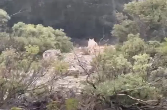 Menteşe’de kurtlar cep telefonu kamerasına yansıdı
