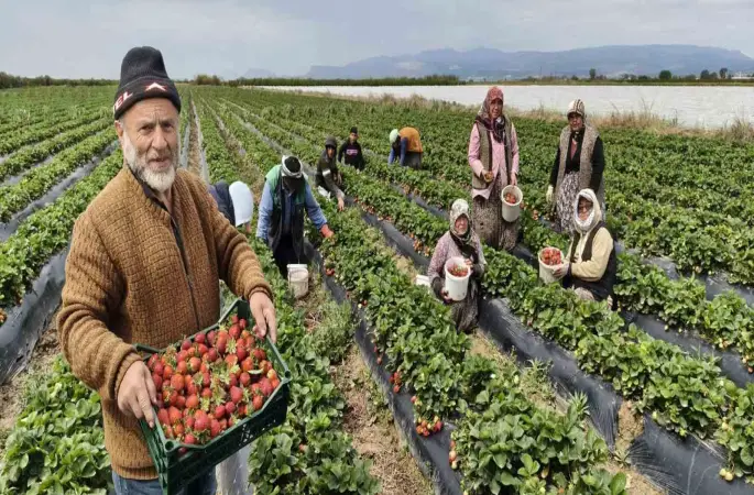 Mersin’de açıkta çilek hasadı başladı: İç pazarda kilogramı 65 ile 75 TL arasında

