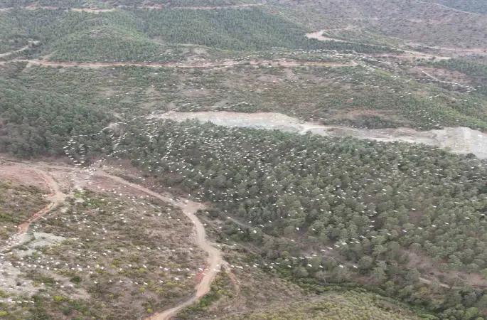 Mersin’de ak pelikanların dansı görsel şölen sundu
