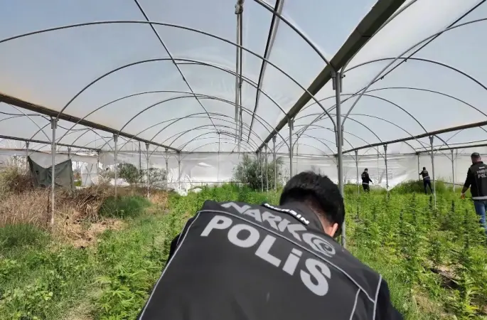 Mersin’de seraya baskın: Binlerce kök Hint keneviri ele geçirildi
