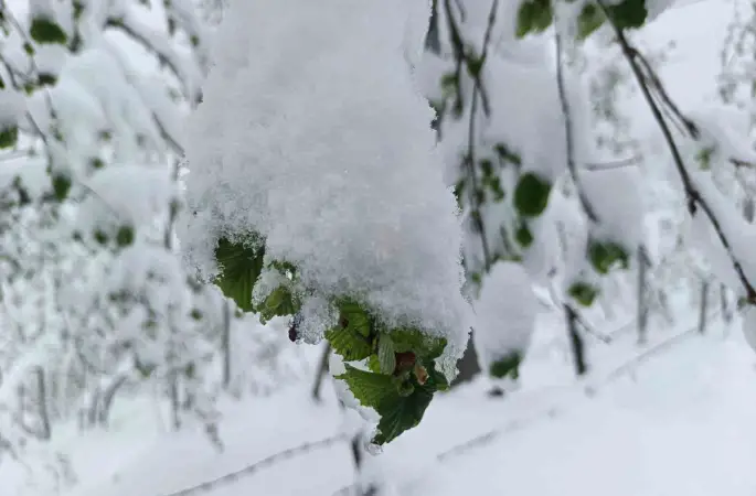 Meteorolojiden Ordu’da zirai don uyarısı
