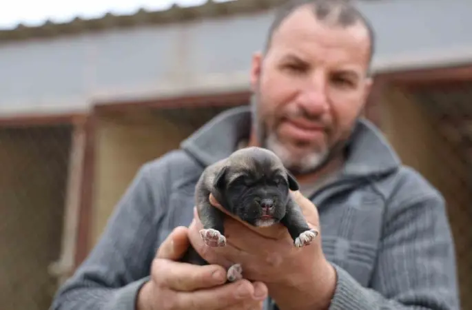 Mevsimin ilk kangalları dünyaya gözlerini açtı, karakterleri böyle ortaya çıkıyor

