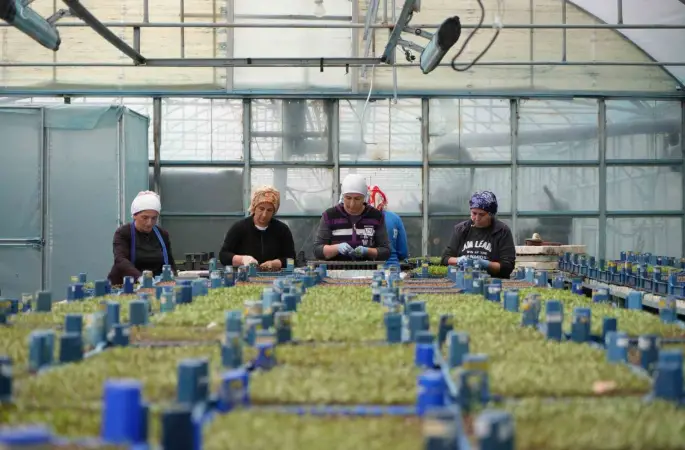 Milyonlarca sebze fidesi profesyonel ellerde üretiliyor
