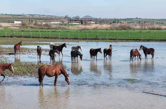 Milyonluk yarış atları da su altında kaldı
